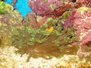 Clownfish hiding in Flowerpot w/ Flash