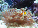 Clownfish hiding in Flowerpot