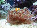 Clownfish hiding in Flowerpot