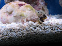 blenny in threating pose