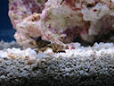 another blenny close-up