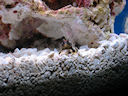 blenny smiling