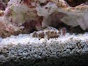 blenny color change-light version