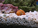 orange turbo snail