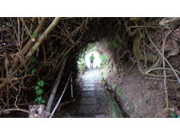 A cover walk down (up) to the coffee growing areas.