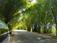 Bamboo road on the way to Appleton.